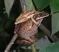 Amplexus