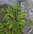 Polypodium appalachianum