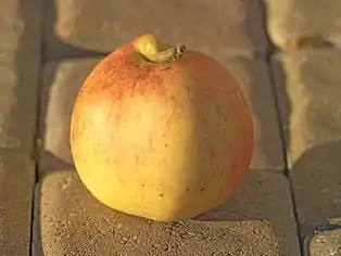 Pommerscher Krummstiel