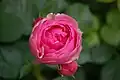 ‘Pomponella’, Kordes, 2005
