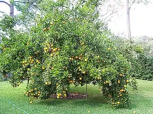 Ponkan-Baum in Florida