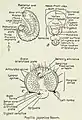 Morphologie des Japankäfer-Engerlings
