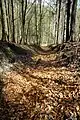 Ältester Hohlweg zur Zwickauer Mulde im Poppenholz der Stoll