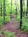 Waldweg im Poppenholz