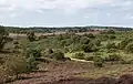 Totholz, Heideland und Bäume