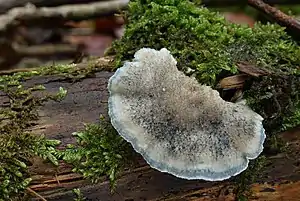 Blauender SaftporlingCyanosporus caesius