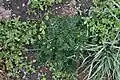 Potentilla multifida var. multifida (Laubblätter)