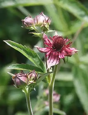 Sumpf-Blutauge(Potentilla palustris)