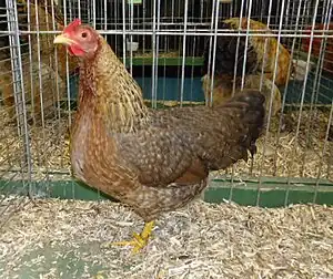 Bielefelder Zwerg-Kennhuhn
