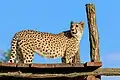Gepard