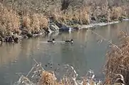 Enten in der Pram