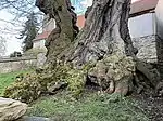 Stamm unten