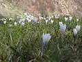 Crocus caeruleus