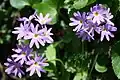 Primula cuneifolia (jap. Hakusan Kozakura)