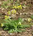 Echte Schlüsselblume(Primula veris)