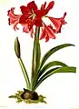Hippeastrum ×johnsonii