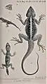 Pristurus phillipsii, Holodactylus africanus & Acanthocercus phillipsii illustriert von Robert Mintern (1840–1908)