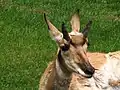 Gabelbock