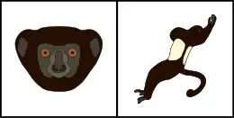 Schéma montrant la coloration typique du pelage de la tête (gauche) et du corps (droite) d'un Sifaka de Milne-Edwards.