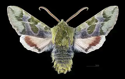 Proserpinus lucidus  ♂