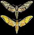 Protambulyx eurycles
