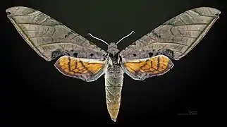 ♀ Dorsalansicht