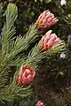 Protea aristata