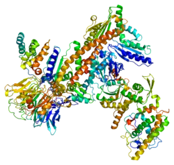 Aktin ähnliches Protein 2 (Arp2)
