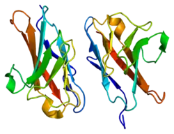 Carcinoembryonic antigen-related cell adhesion molecule 1