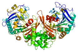 Lysosomales Schutzprotein