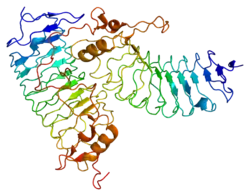 Glykoprotein Ib