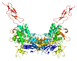 Metabotropic glutamate receptor 3