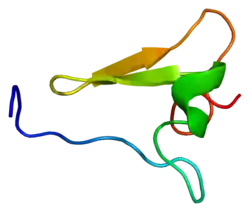 Integrin beta-2