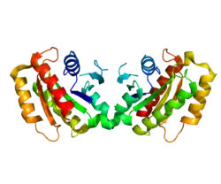 Leucinreicher-Repeat-Serin/Threoninkinase 2
