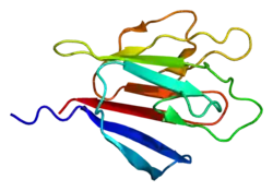 Ki-67 (Protein)