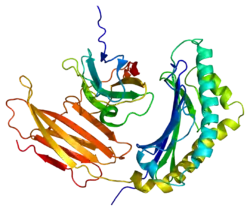 Prolactin-induziertes Protein