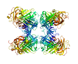 Urokinase plasminogen activator surface receptor
