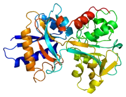 Serotransferrin