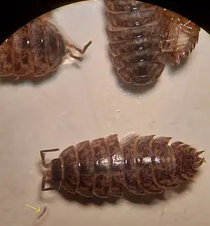 Protracheoniscus politus