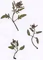 Prunella laciniata × Prunella vulgaris = Prunella ×intermedia Link. Besondere Kennzeichen der abgebildeten Exemplare: Blüten weiß mit violetten Flecken, Stängelblätter sowohl ganzrandig als auch fiederschnittig in allen Variationen.