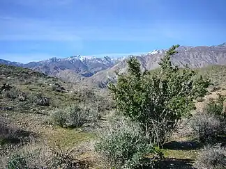 Santa Rosa Mountains im Hintergrund