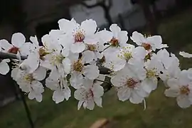 Blütenzweig