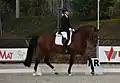 Dressurpferd