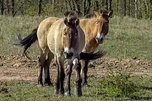 Przewalski Pferde in der Kernzone