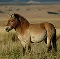 Alle Przewalski-Pferde sind Braunfalben