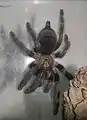 Weibchen
