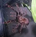 Weibchen