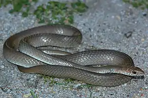 Olivenfarbige Sandrennnatter (Psammophis mossambicus)