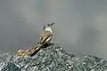Kaktuscanastero