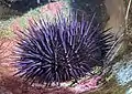 Pseudocentrotus depressus (Seeigel)